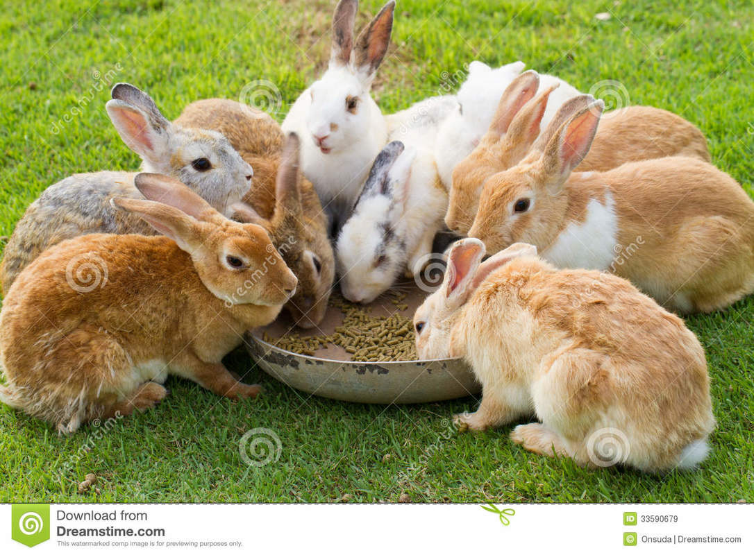 A Group Of Rabbits 4